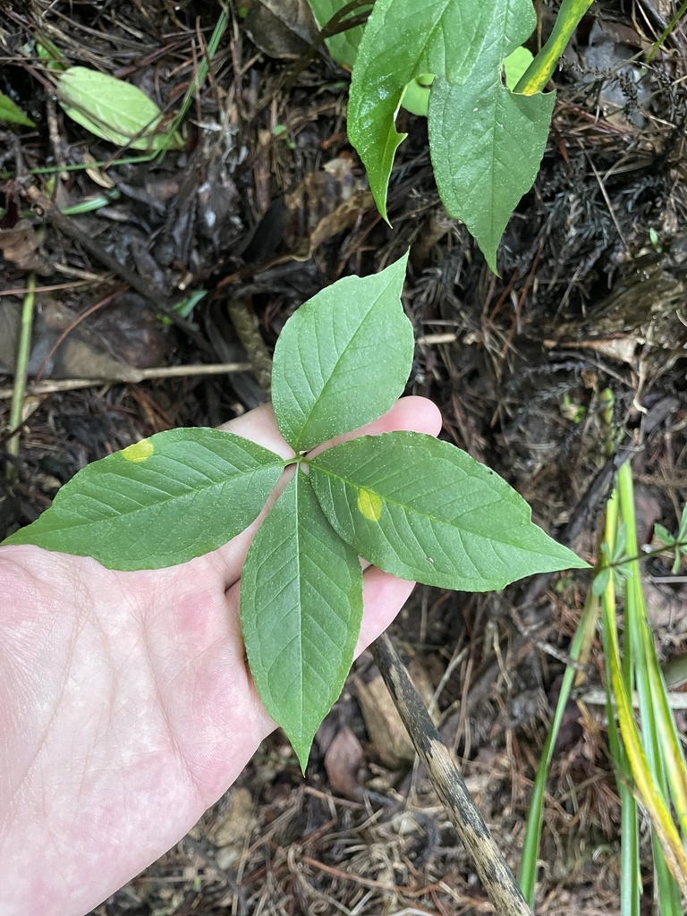 Pinellia yaoluopingensis