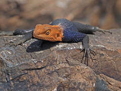 Agama planiceps