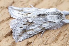 Pleromelloida cinerea