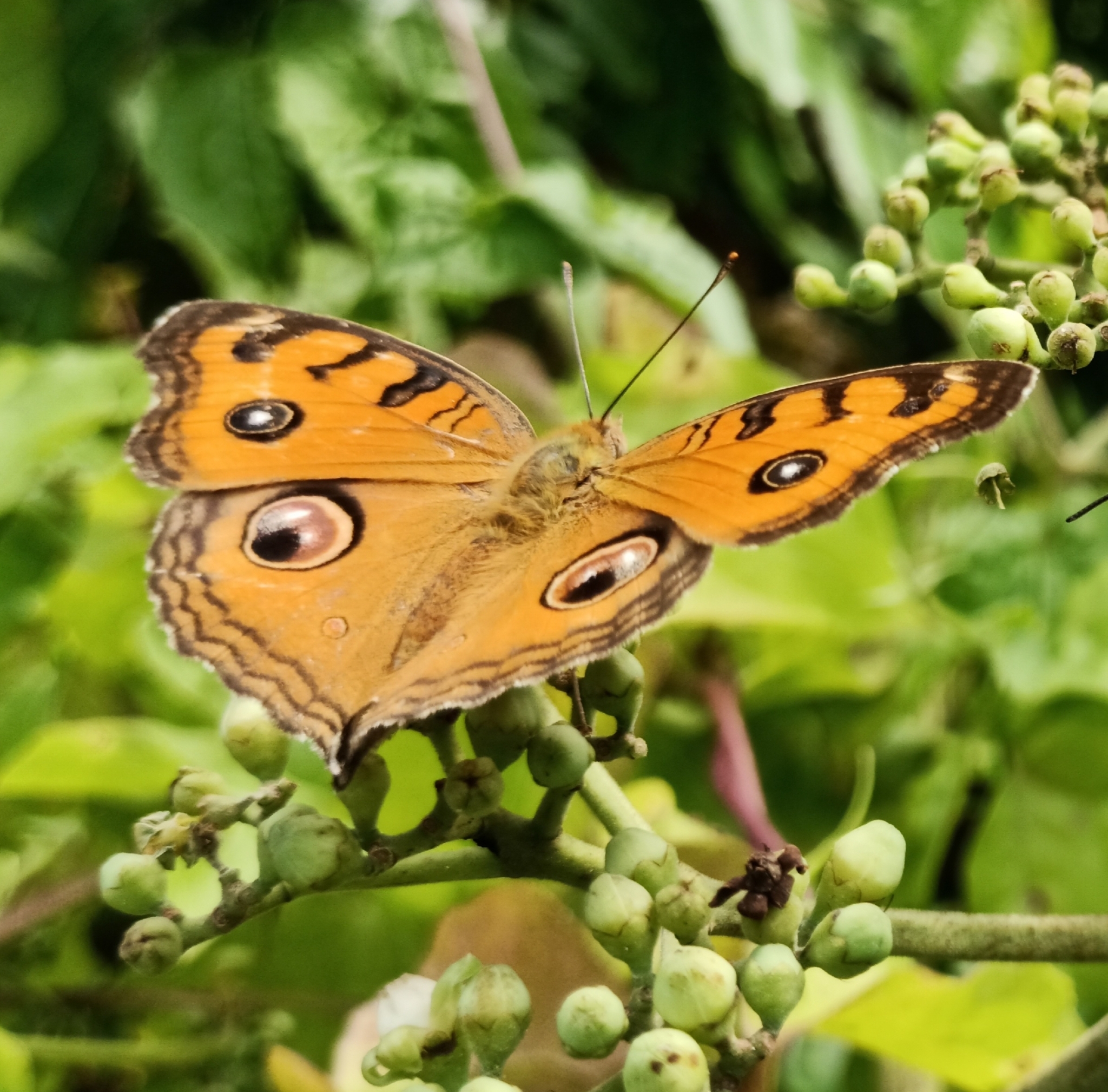 Peacock Pansy