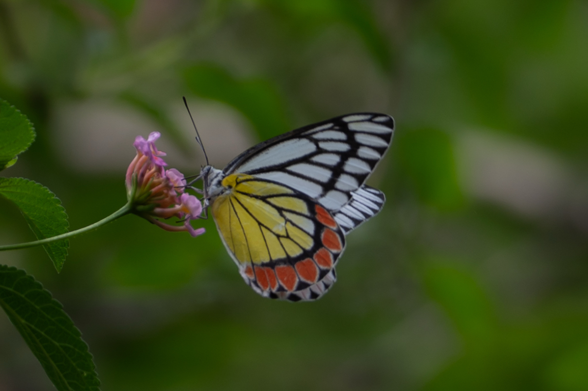 Indian Jezebel