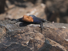 Agama planiceps