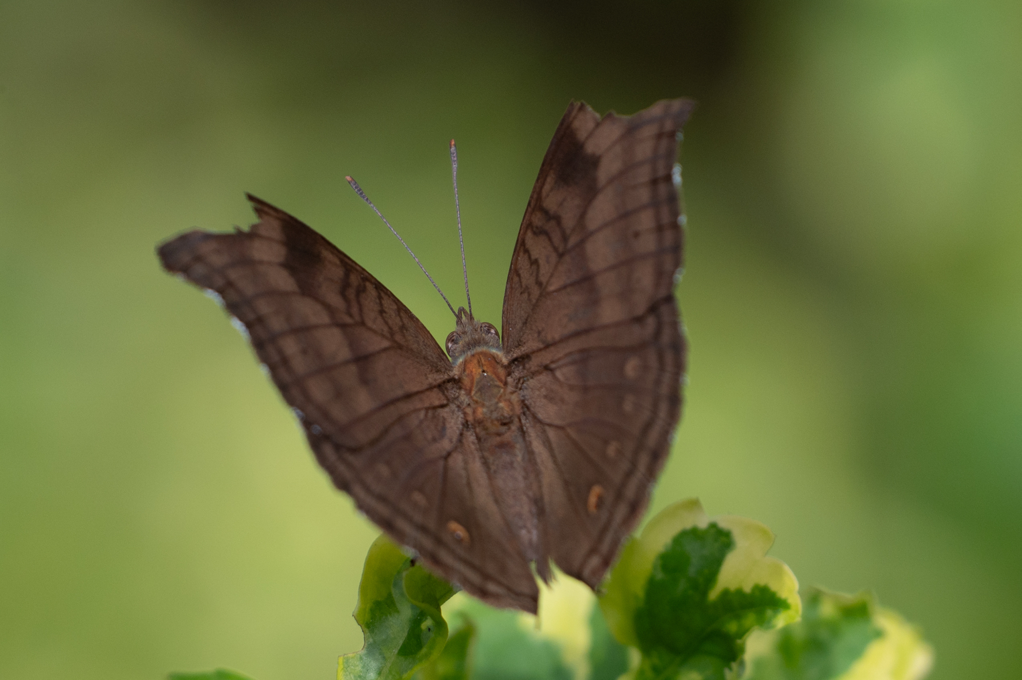 Chocolate Pansy