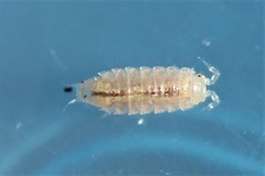 Trichoniscus pygmaeus