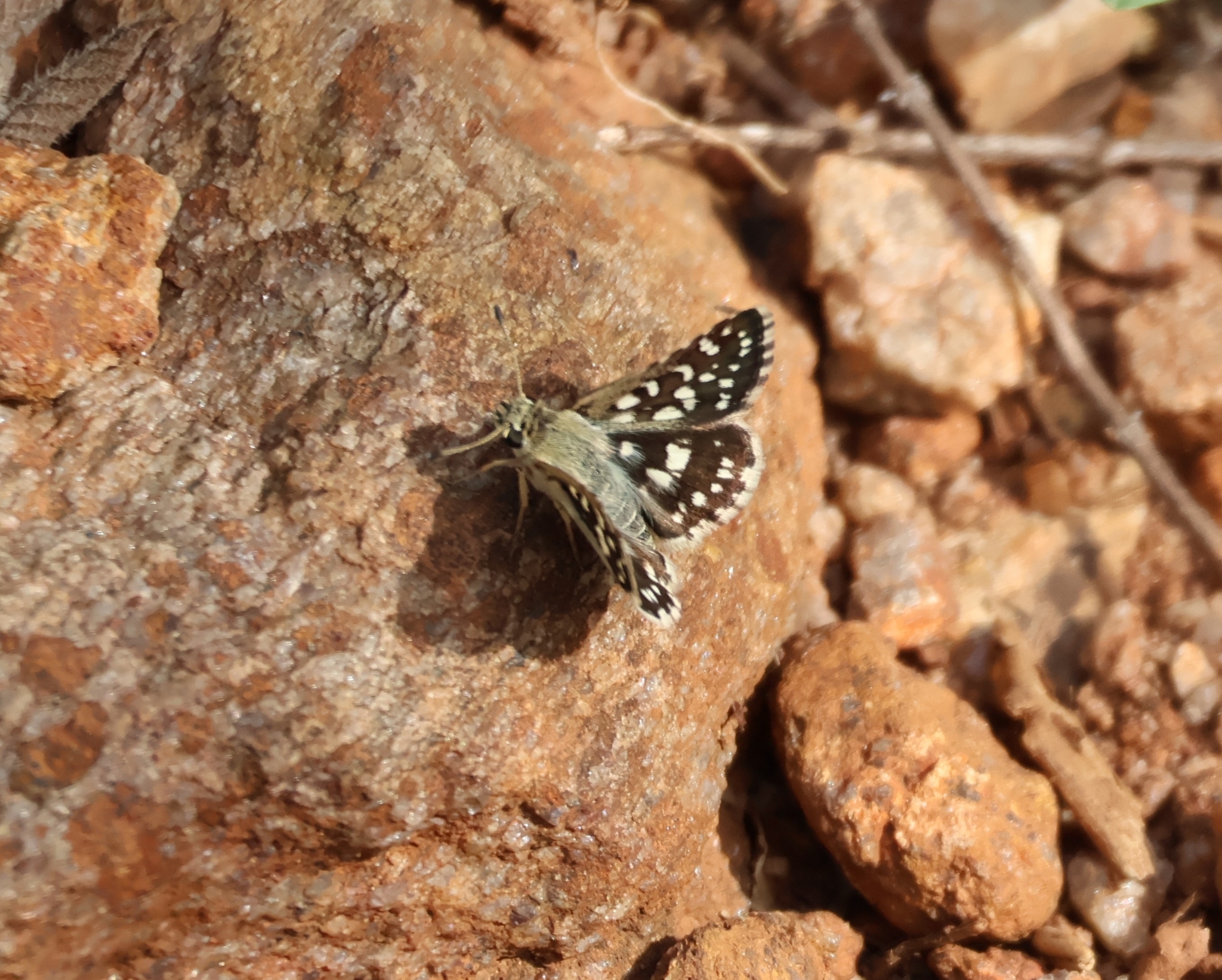 Asian Grizzled Skipper
