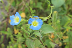 Ipomoea cardiophylla