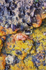 Pachygrapsus transversus