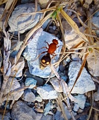 Dasymutilla quadriguttata