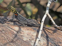 Agama planiceps