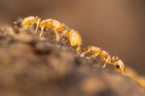 Solenopsis belisariusSolenopsis belisarius