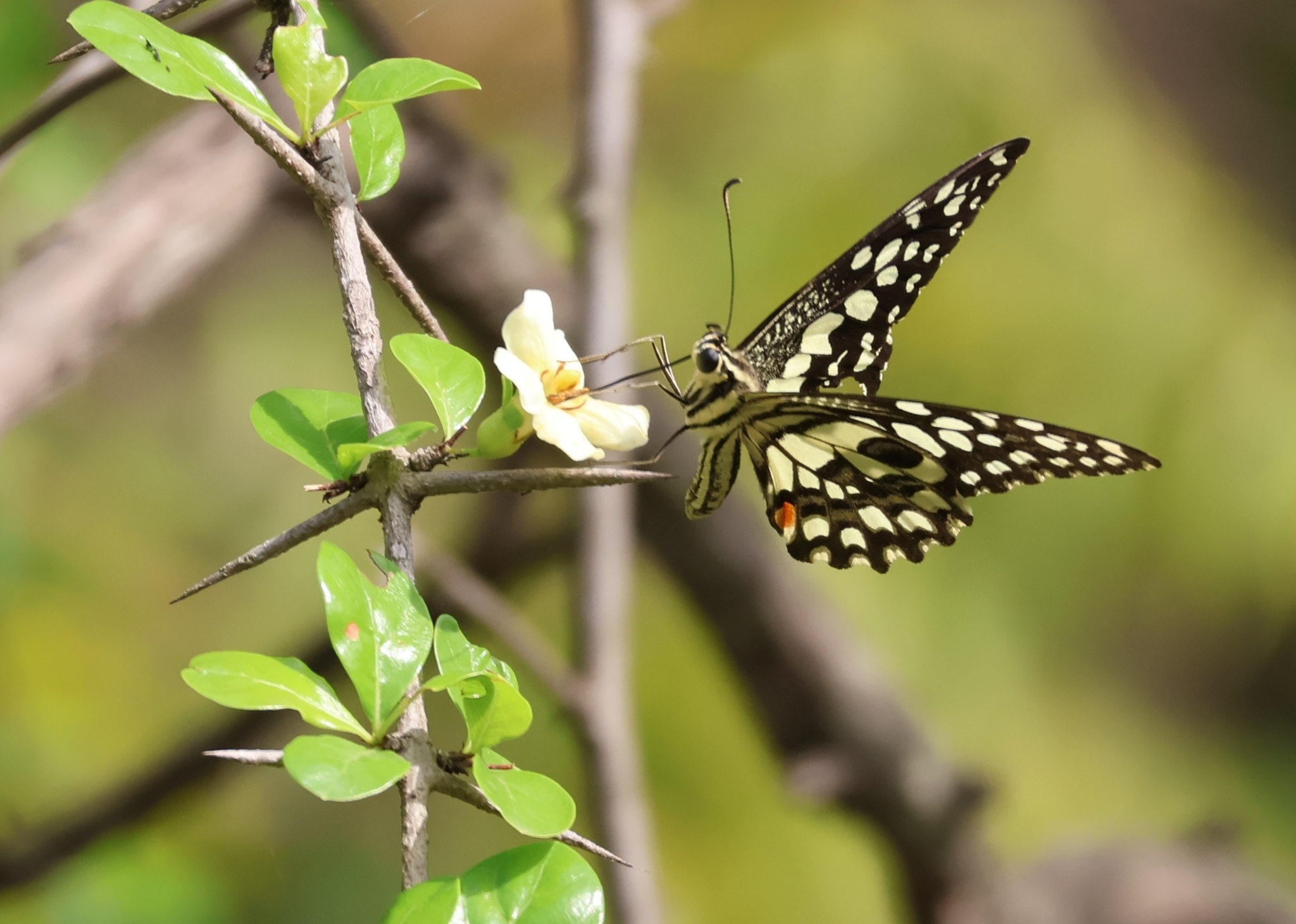 Lime Swallowtail