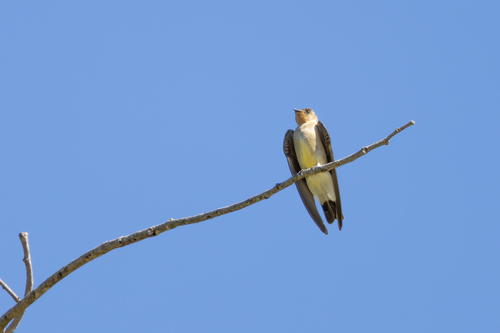 Southern Rough-winged Swallow