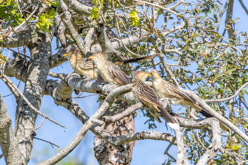 Guira Cuckoo
