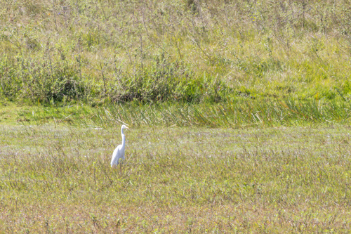 Great Egret