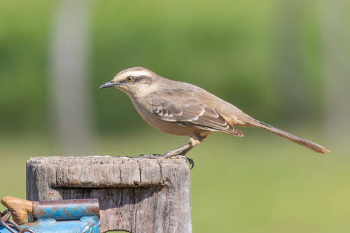 Chalk-browed Mockingbird