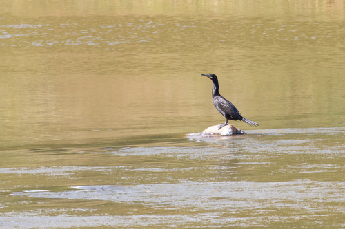 Neotropic Cormorant
