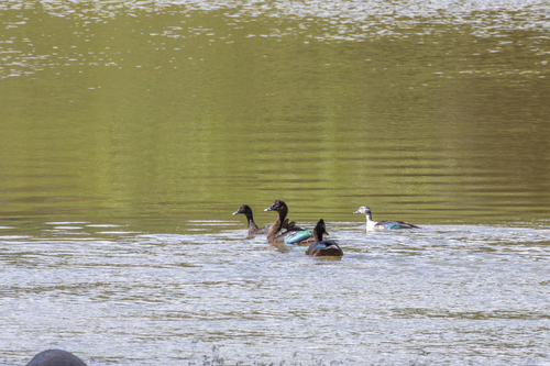 Muscovy Duck