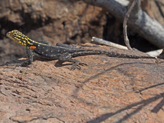 Agama planiceps