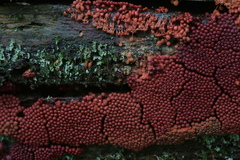 Arcyria ferruginea