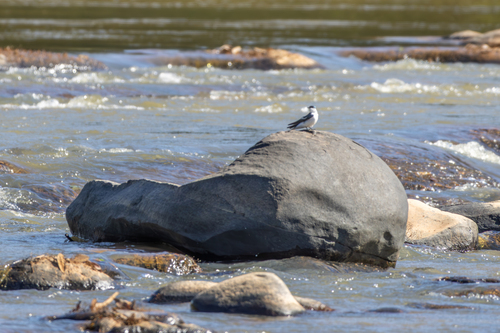 White-winged Swallow