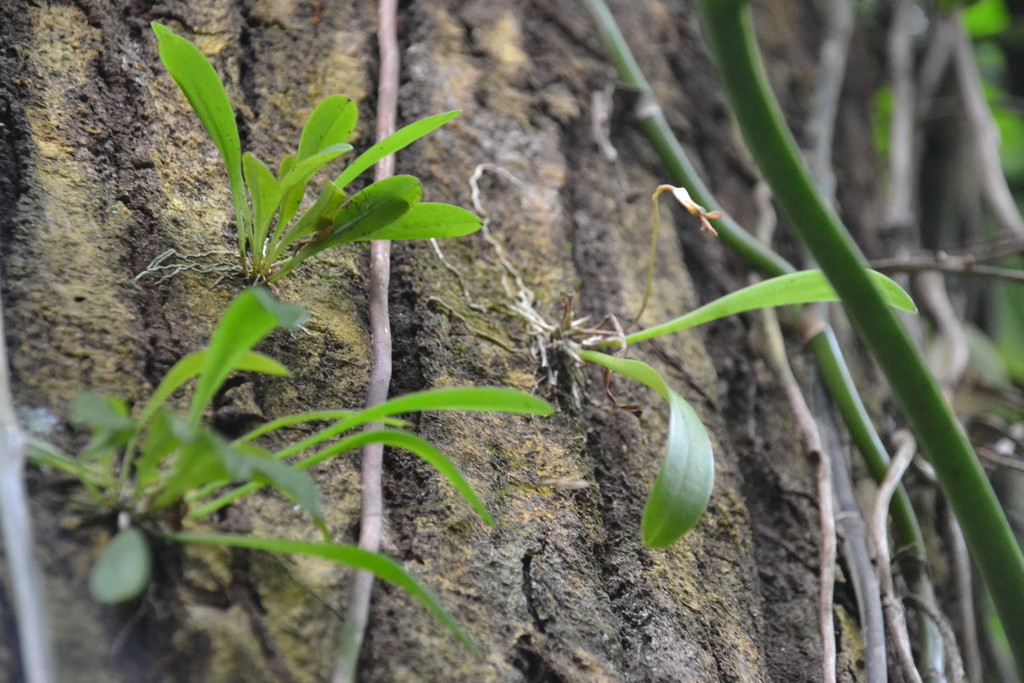 Masdevallia livingstoneana