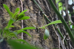 Masdevallia livingstoneana