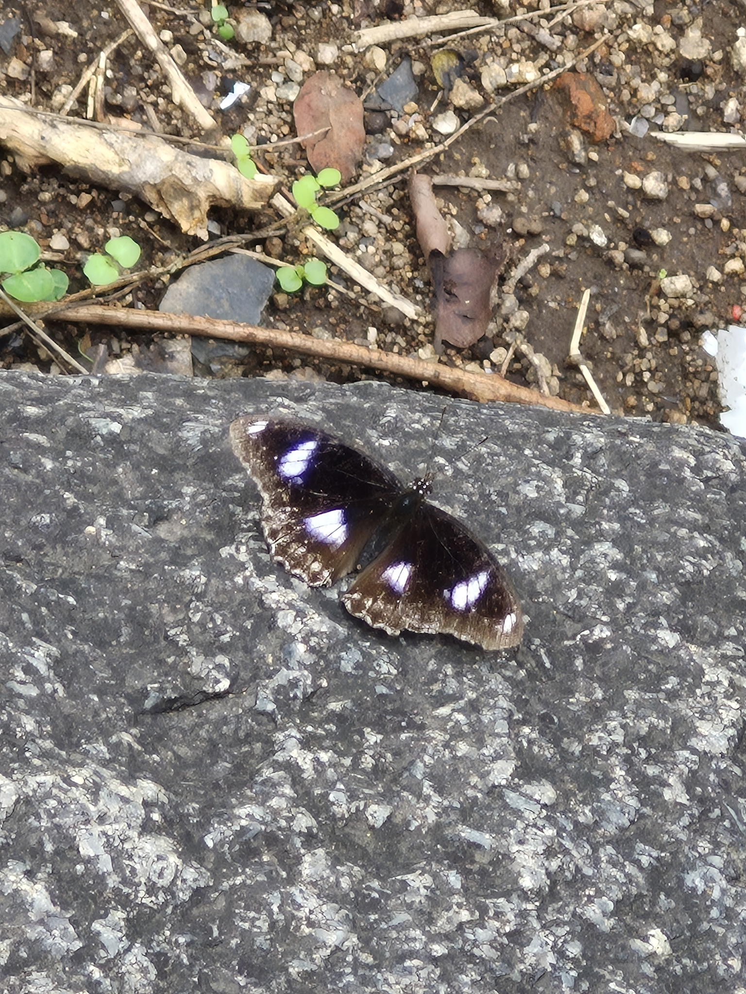 Great Eggfly
