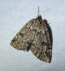 Spodolepis substriataria