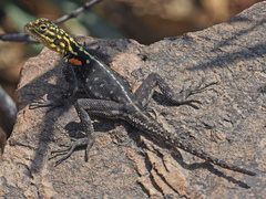 Agama planiceps
