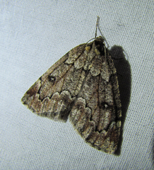 Spodolepis substriataria