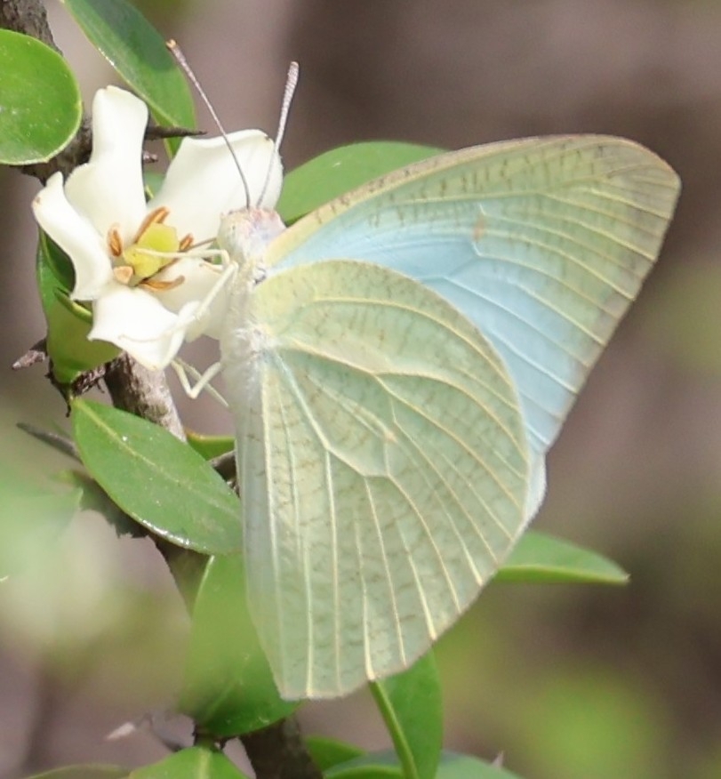 Mottled Emigrant