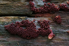 Arcyria ferruginea