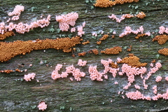 Arcyria ferruginea