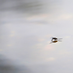 Trepobates subnitidus