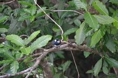 Notharchus pectoralis