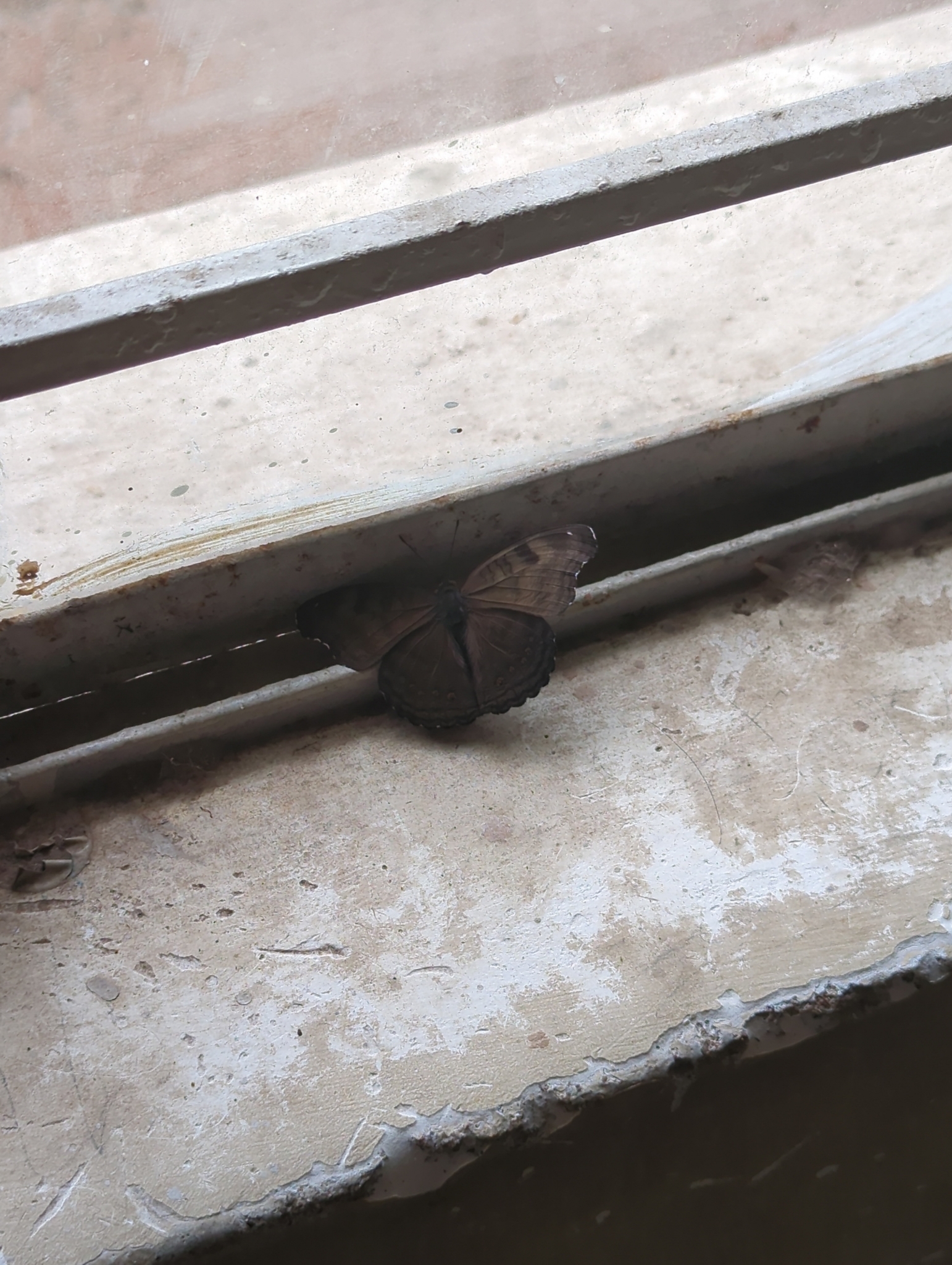 Chocolate Pansy