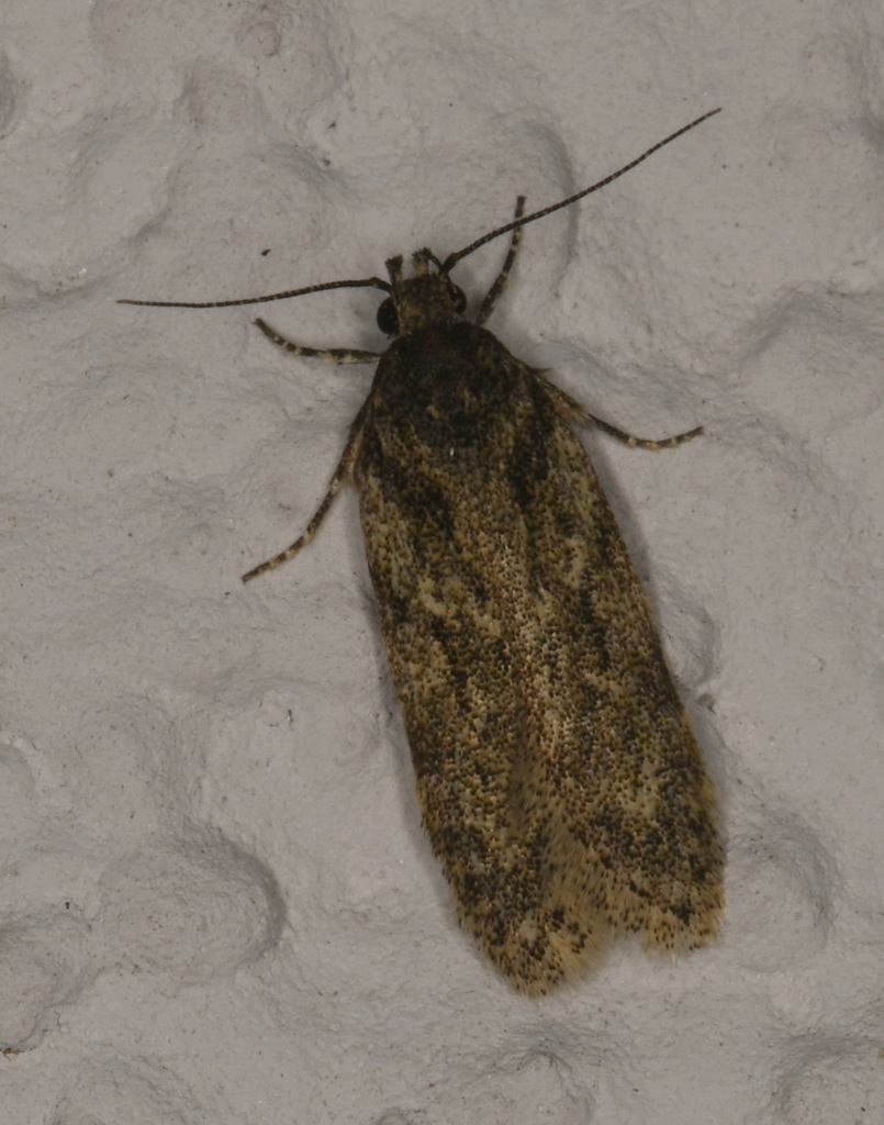 Grey Sallow Groundling