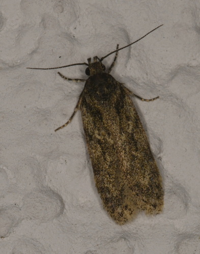 Grey Sallow Groundling
