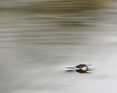 Trepobates subnitidus