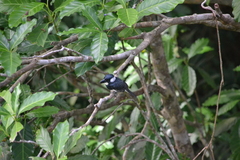 Notharchus pectoralis