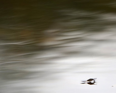 Trepobates subnitidus