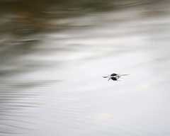 Trepobates subnitidus