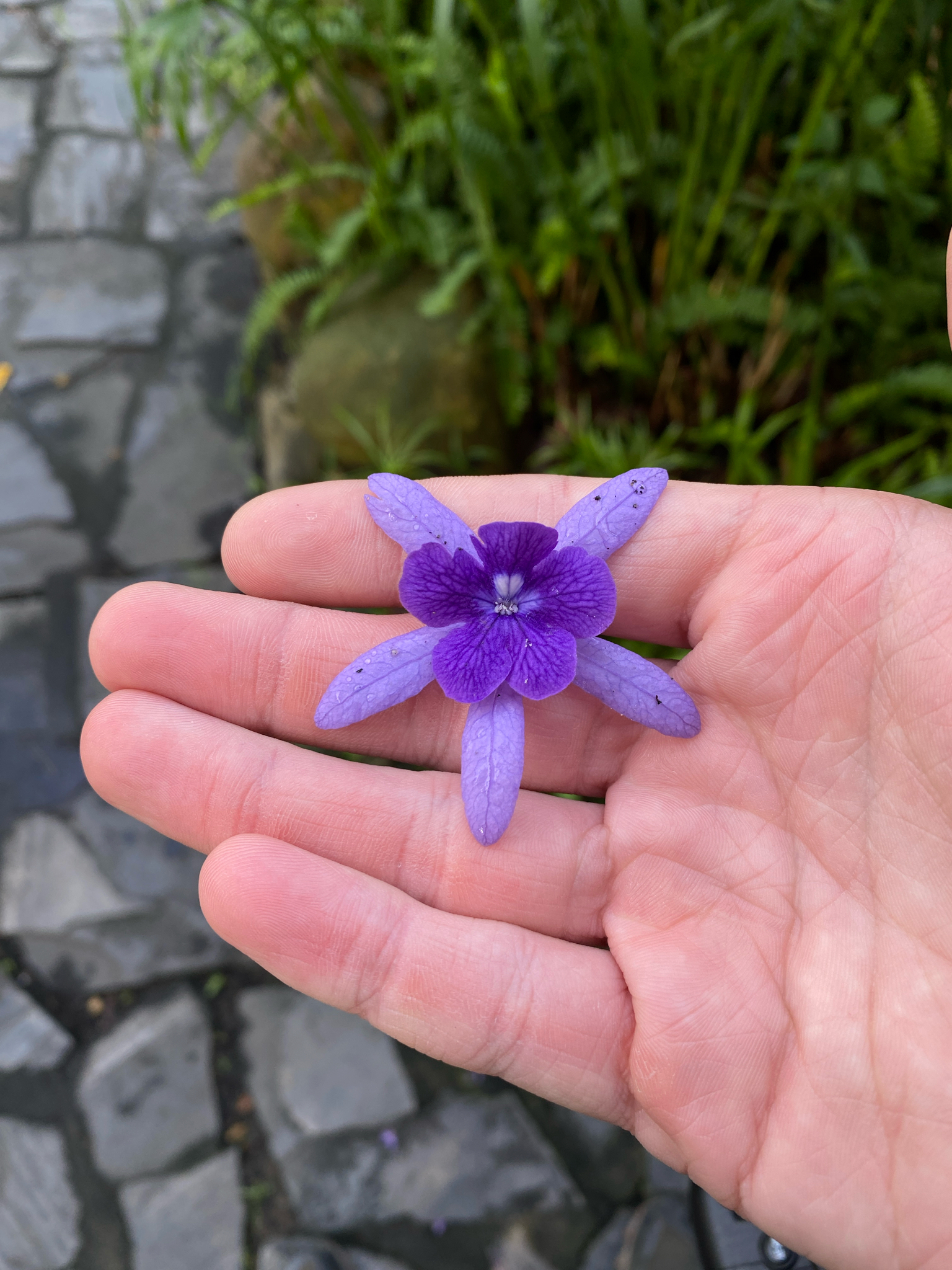 Petrea volubilis — ảnh 3