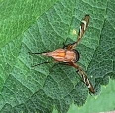 Tritoxa