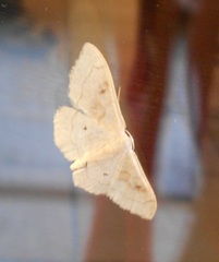 Idaea rubraria