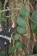 Philodendron fragrantissimum
