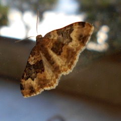 Epirrhoe galiata