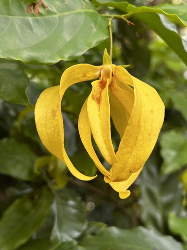 Desmos chinensis, photograph 5