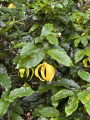 Desmos chinensis, photograph author not stated, no rights reserved