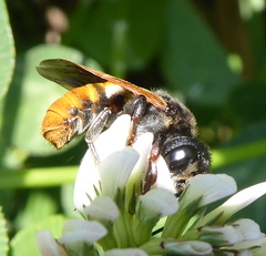 Megachile